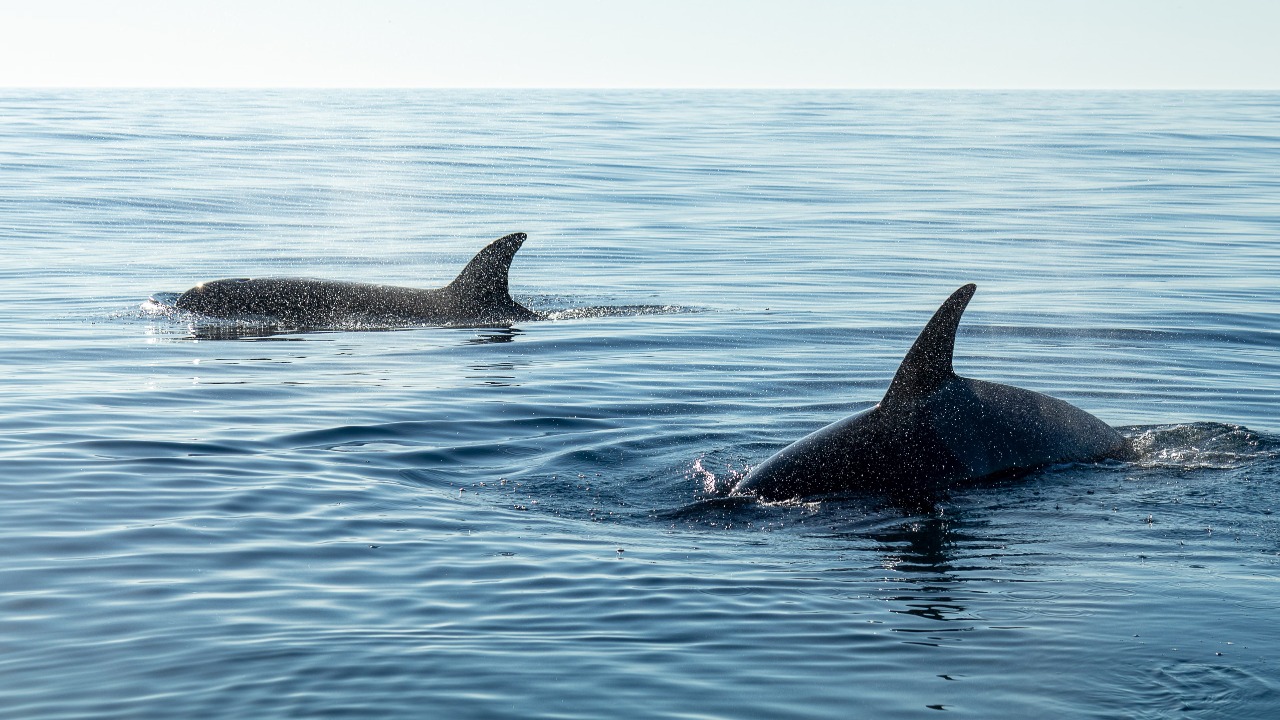 First Live Sighting of Rare Tusked Whale Ends in Crossbow Encounter